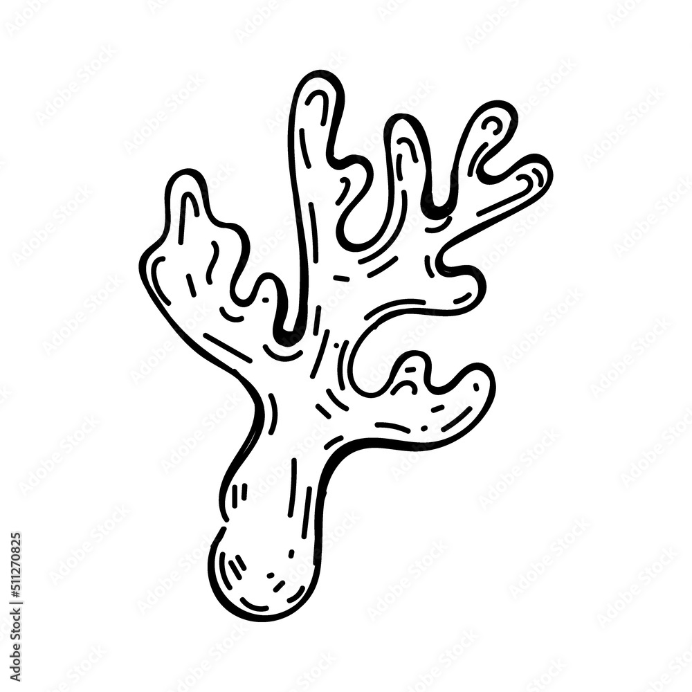 Coral, hand-drawn in sketch style. Reef. Seabed. Vegetation and organisms of the oceans. Part of a coral. Simple vector illustration. Coral, hand-drawn in sketch style. Reef. Seabed. Vegetation and organisms of the oceans. Part of a coral. Simple vector illustration.