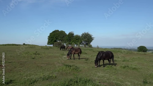 Wild ponies Cothelstone Hill and Seven Sisters Trees Quantock Hills Somerset England UK photo