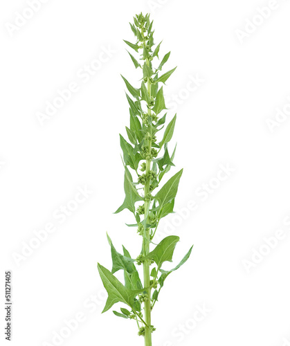 Spinach plant in flower isolated on white