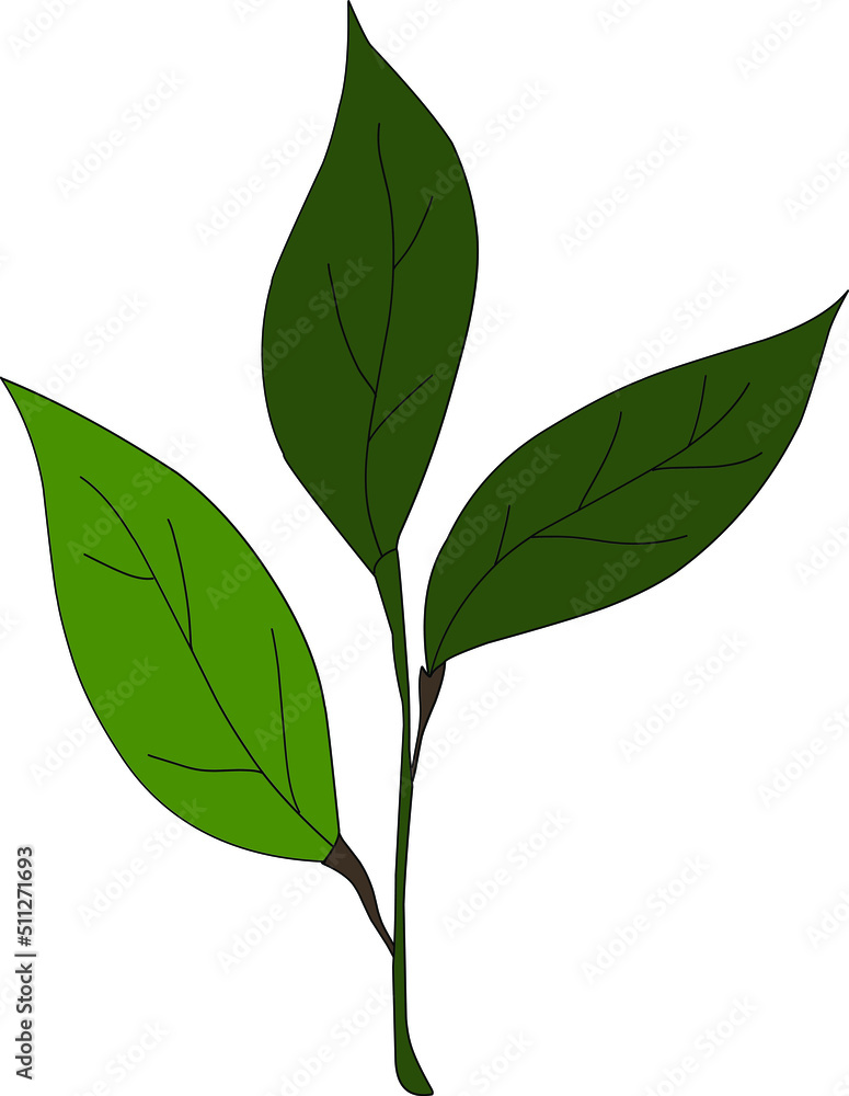 Green Leaf on a white background