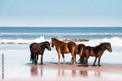 Herd of Wild Spanish Mustang Horses walking on the beach in the Outer Banks, NC