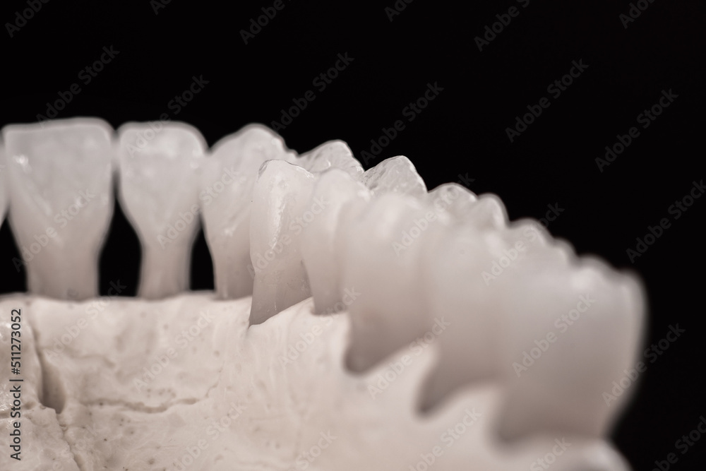 Lower human jaw with teeth anatomy model isolated on black background. Healthy teeth, dental care and orthodontic medical concept. Lower human jaw with teeth anatomy model isolated on black background. Healthy teeth, dental care and orthodontic medical concept.