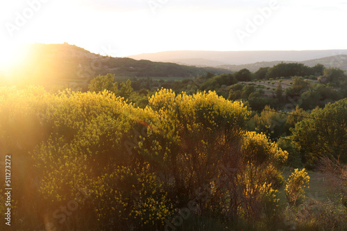 Abendsonne über Ginsterbüschen in der Provence, Luberon