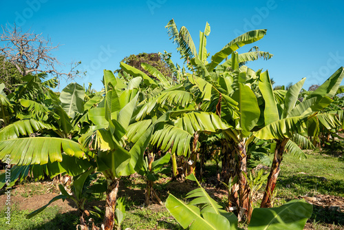 Banana tree with green bananas planting at agriculture field