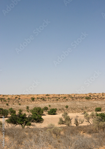 Kalahari Landscape, Kgalagadi, South Africa