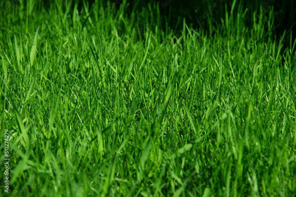 Green grass against background. A texture of the spring, summer green grass. Closeup of the grass in the meadow. Green grass against background. A texture of the spring, summer green grass. Closeup of the grass in the meadow.