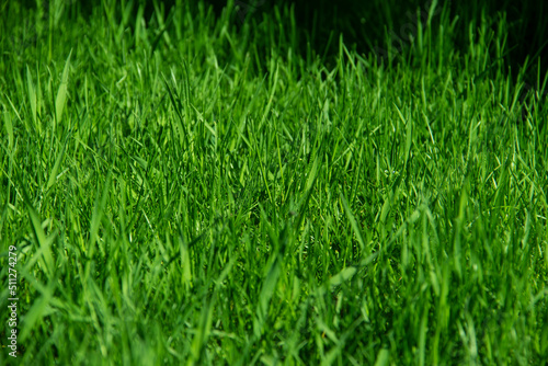 Green grass against background. A texture of the spring, summer green grass. Closeup of the grass in the meadow.