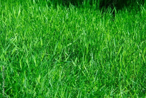 Green grass against background. A texture of the spring, summer green grass. Closeup of the grass in the meadow.