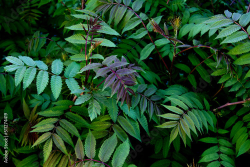 Fényképezés Beautiful leaves of the Sorbaria sorbifolia against background