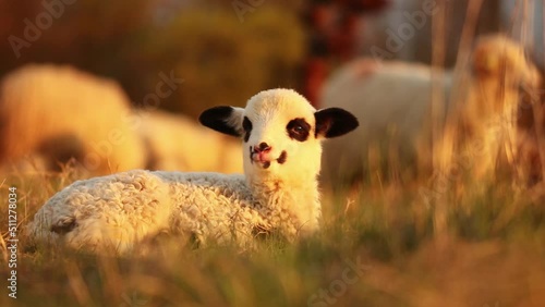 Adorable new born lamb sitting on field in evening light