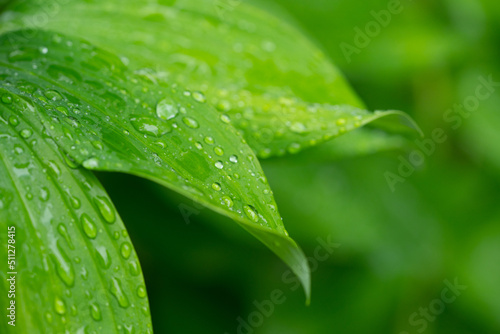 Close-up of green leaves with water drops - dew or rain. Abstract background with green leaves and dew drops.