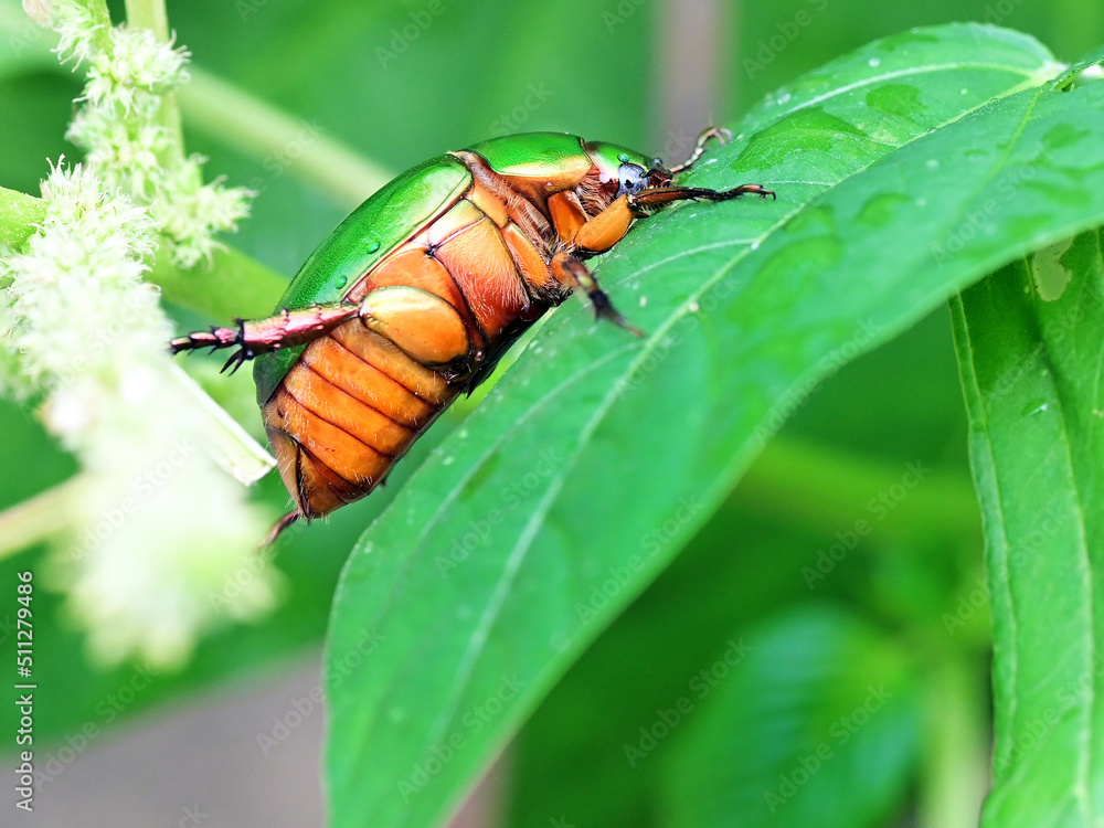 Fototapeta premium Beautiful green beetle Heterorrhina elegans sitting on a leaf, showing its underside.