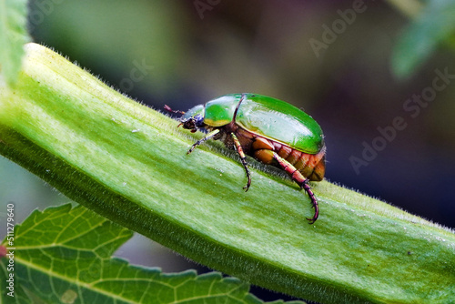 Beautiful green beetle Heterorrhina elegans crawling on okra fruit in the garden.