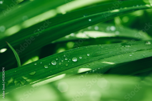 The leaves of green grass are shot close-up, it has recently rained and raindrops remained on the surface of the leaf, a beautiful natural texture