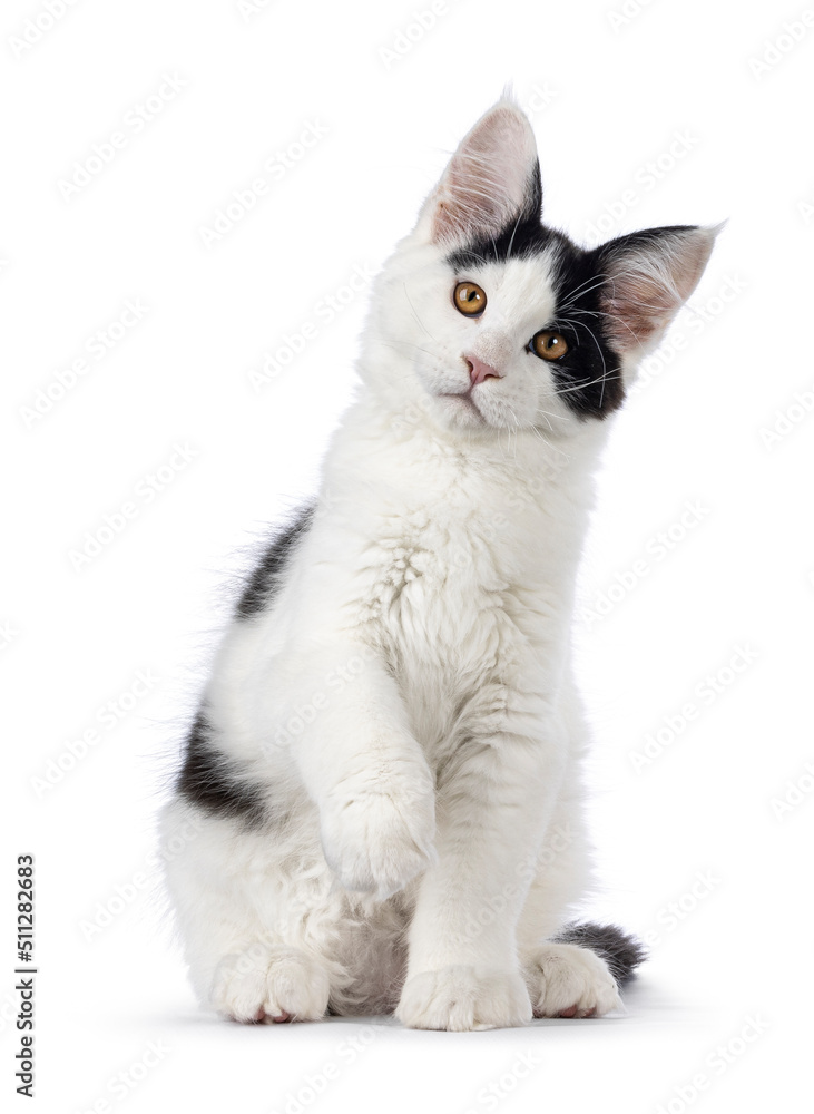 Handsome black and white Maine Coon cat kitten, sitting up facing front with one paw playful in air. Looking towards lens, Isolated on a white background.