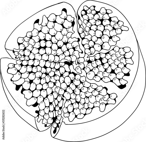 Pomegranate vector illustration on white background. Coloring pages. Vegetarian food drawing. Ripe garnet fruit with seeds . Vector illustration