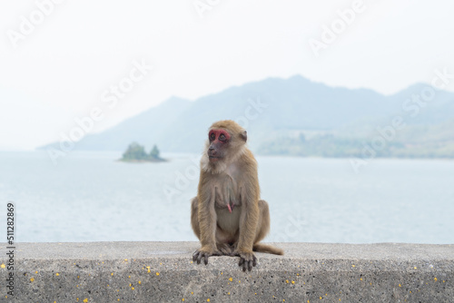 A monkey or Macaque with sea ocean view. Wildlife animal.