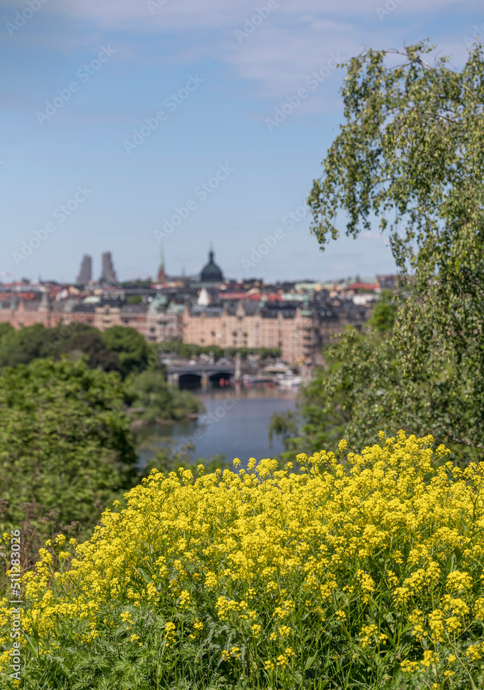 Yellow summer flowers and the skyline of the district Östermalm with a bridge a sunny summer day in Stockholm