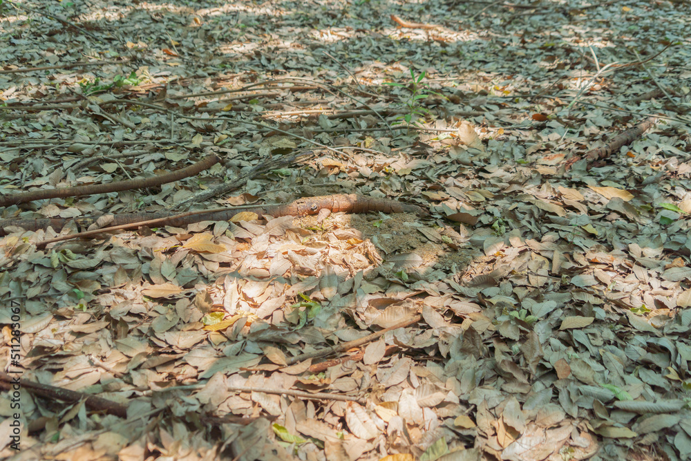 Dry leaves on the forest floor ground backdrop droughty background. Nature landscape on yard.