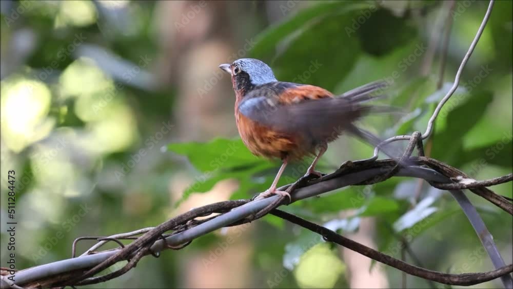 White-throated Rockthrush in natural habitat White-throated Rockthrush in natural habitat