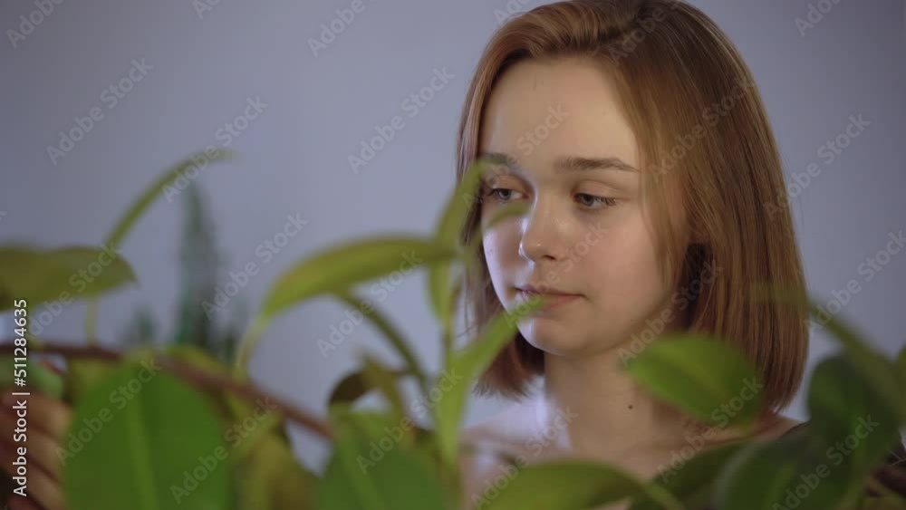 Woman cleaning ficus leaves while planting. Girl doing home gardening. Woman cleaning ficus leaves while planting. Girl doing home gardening.