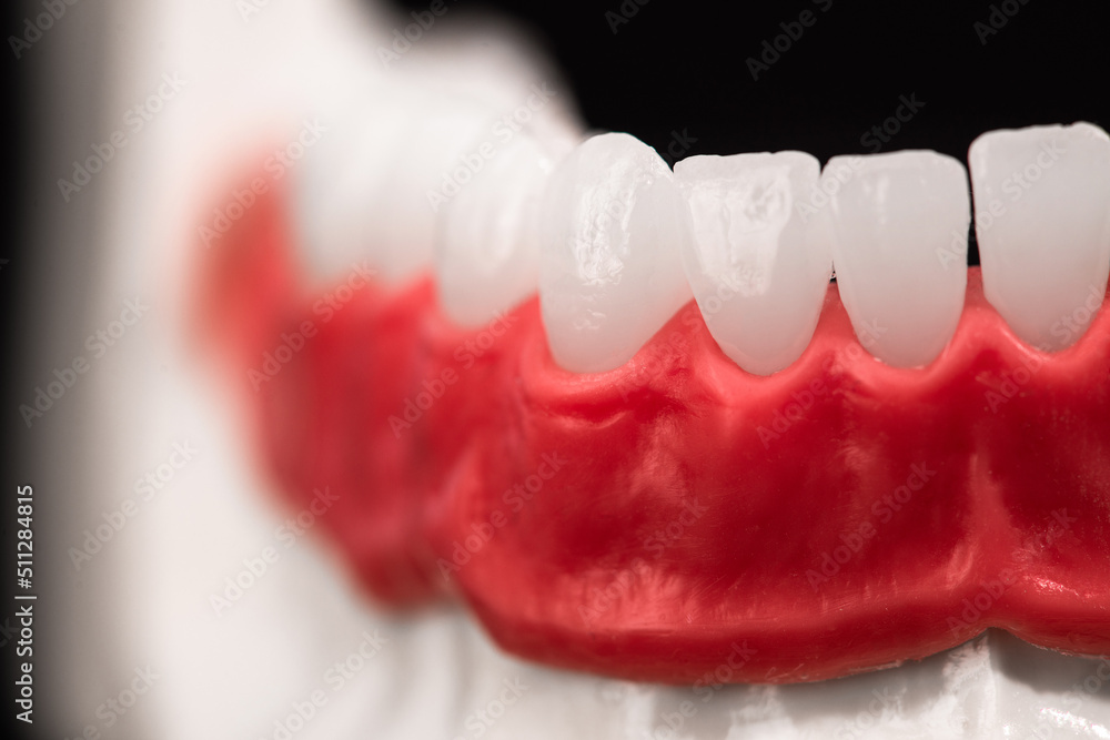 Obraz premium Lower human jaw with teeth and gums anatomy model isolated on blue background. Healthy teeth, dental care and orthodontic medical healthcare concept. 