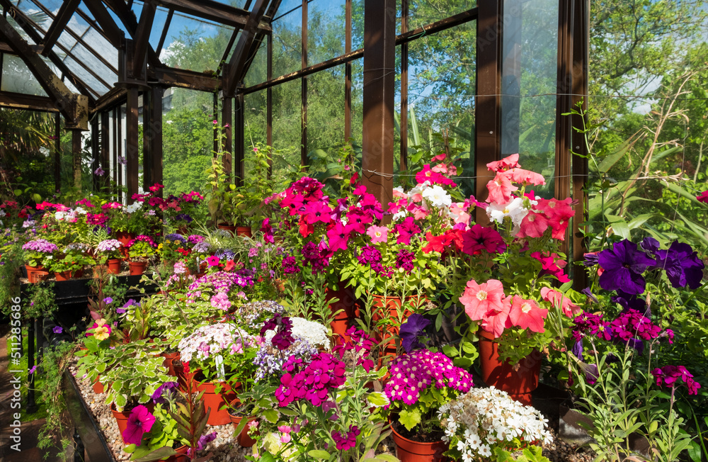 Brightly coloured potted flowering plants including petunias in the Palm House and Main Range of glasshouses in the Glasgow Botanic Gardens, Scotland UK.