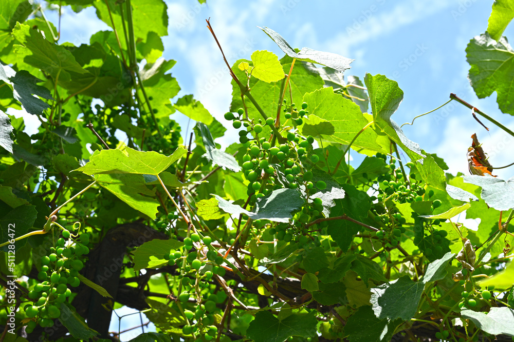 Green raw grape 