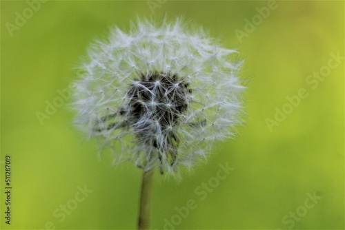 dandelion head