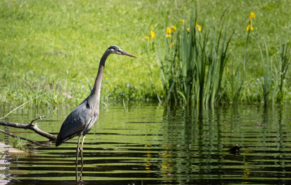 Naklejka premium heron