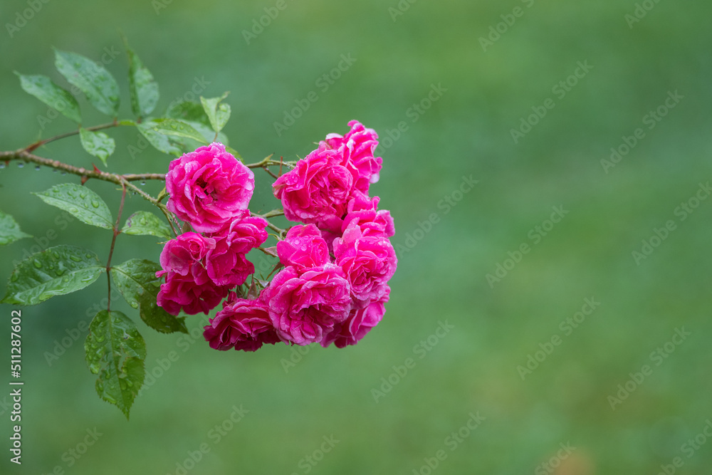 Obraz premium Rose in the garden