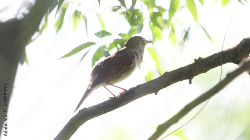 Ukrainian nightingale sings in the shade on a hot sunny day Ukrainian nightingale sings in the shade on a hot sunny day