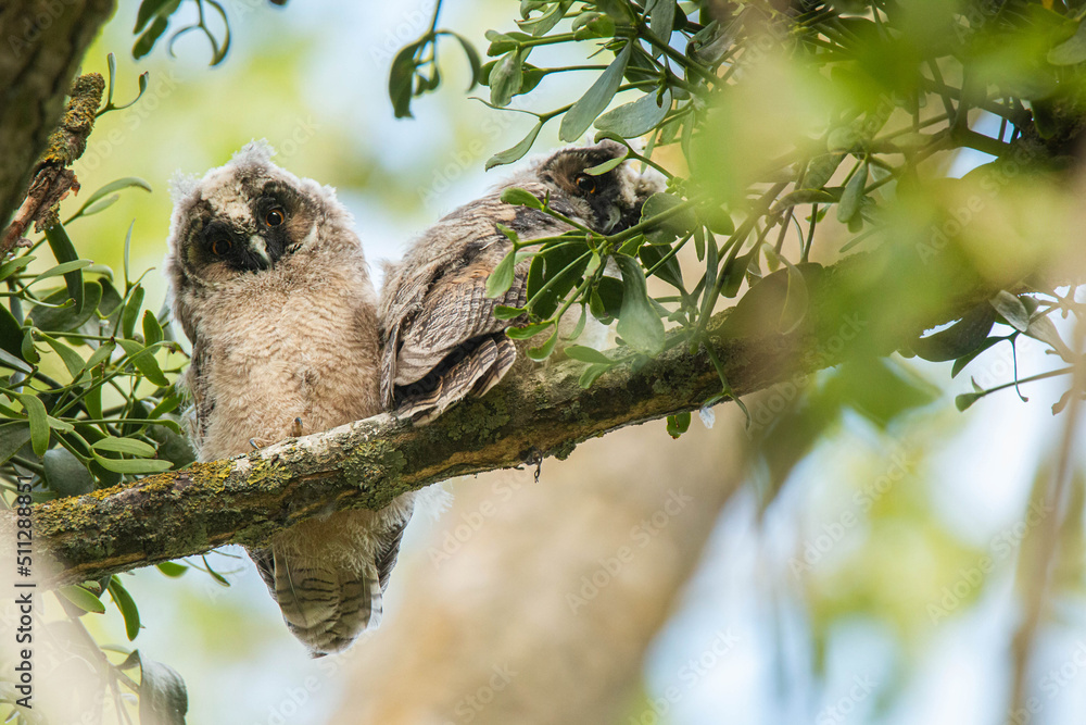 Fototapeta premium Hiboux Moyen-Duc Juvénile 