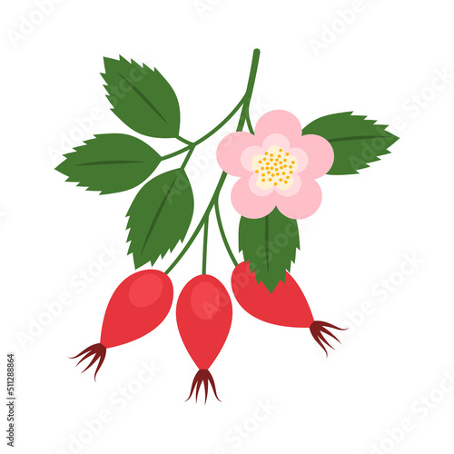 Rosehip branch isolated on white background. Rose hip, rose haw or rose hep red berries with leaves icon for package design. Vector fruit illustration in flat style. photo