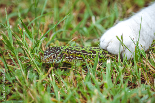 Green Lizard Hunt /La chasse au lézard vert