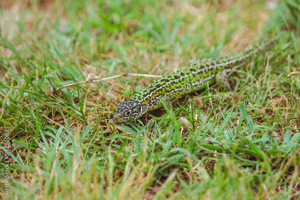 The green lizard/Le lézard vert The green lizard/Le lézard vert