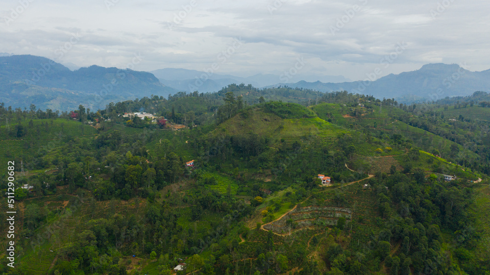 Tea plantations in Sri Lanka. Mountain landscape with tea estate.