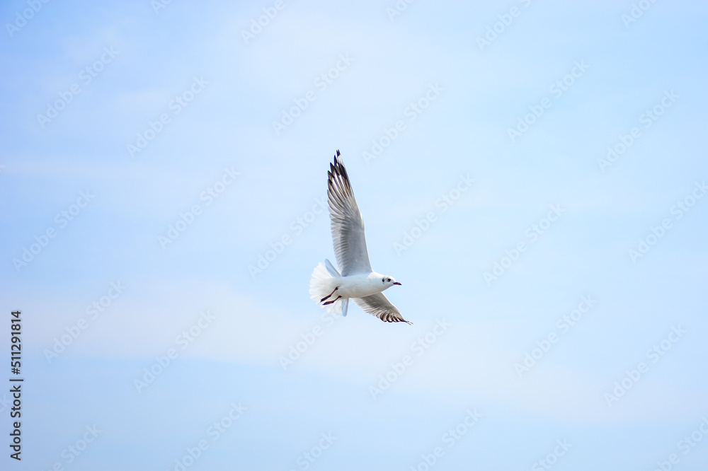 Fototapeta premium seagull in flight