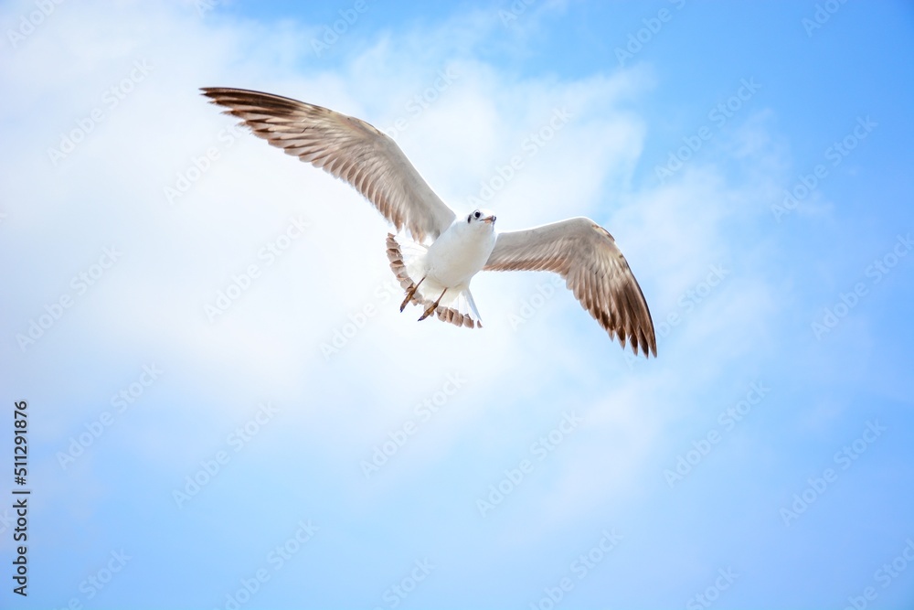 Obraz premium seagull in flight