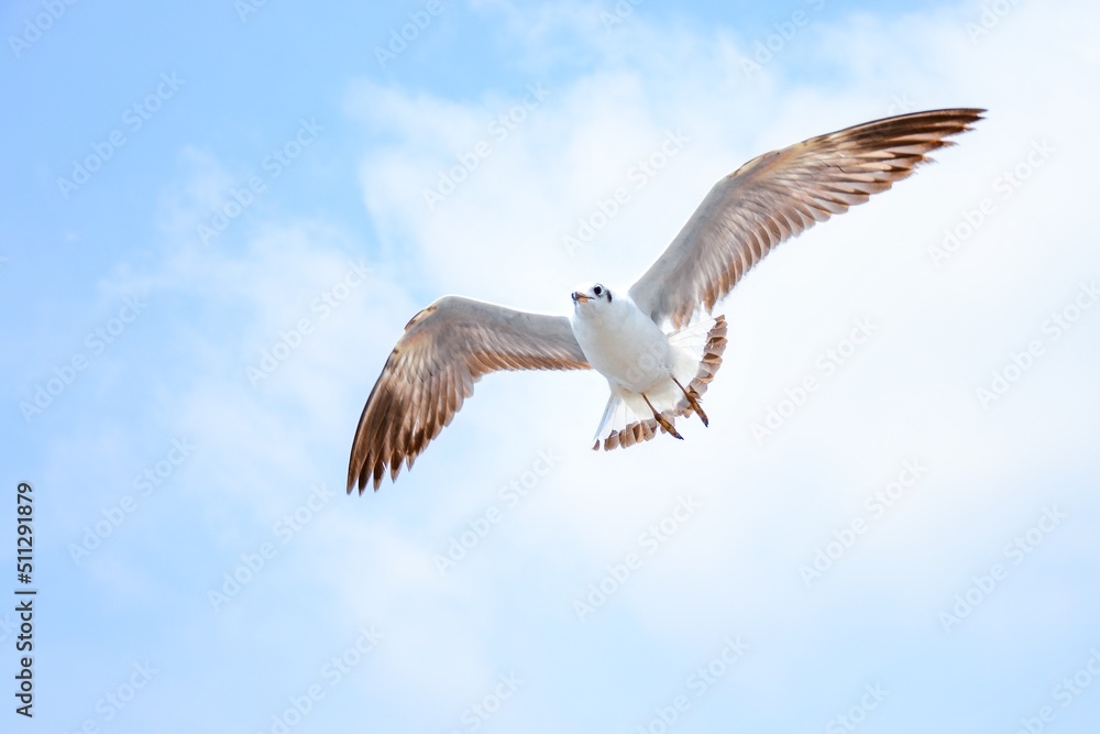 Obraz premium seagull in flight