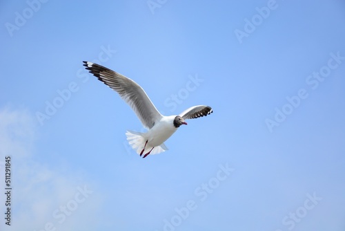 seagull in flight