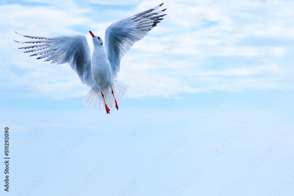 Obraz premium stork in flight