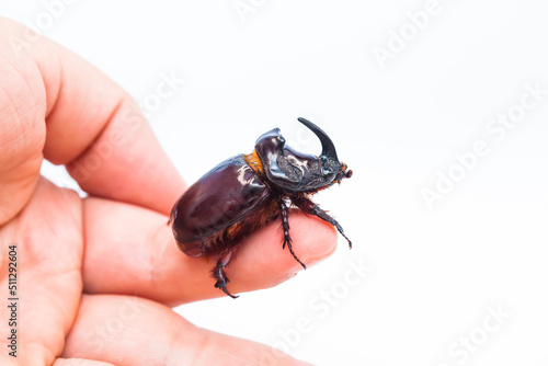 Картината върху платно The European rhinoceros beetle (Oryctes nasicornis) is a large flying beetle