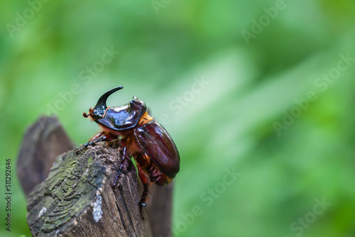 The European rhinoceros beetle (Oryctes nasicornis) is a large flying beetle  © Andrei