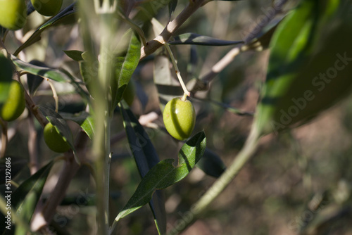 Beautiful green olive hung on its branch