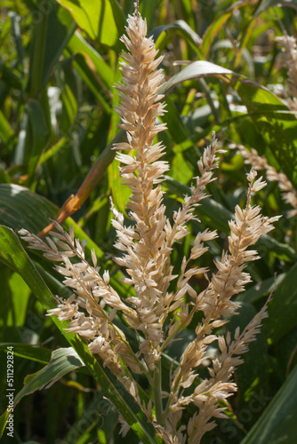 Corn Flowering Stage In Field