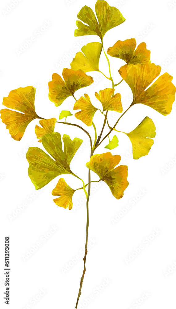 Obraz premium Ginkgo leaves and branches isolated on white background. Autumn background with yellow ginkgo leaves and branches. Ginkgo biloba leaves vector hand drawn illustration. Illustration of ginkgo leaves.