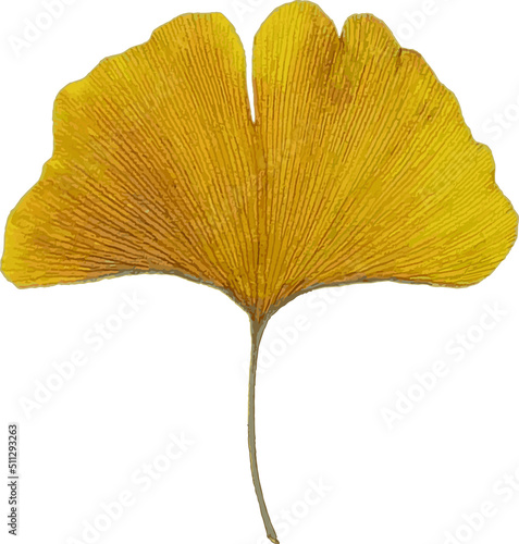 Ginkgo leaves set isolated on white background. Autumn background with yellow ginkgo leaves isolated. Ginkgo biloba leaves vector hand drawn illustration. Illustration of ginkgo leaves in white