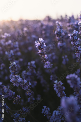 Lavender field blur background macro