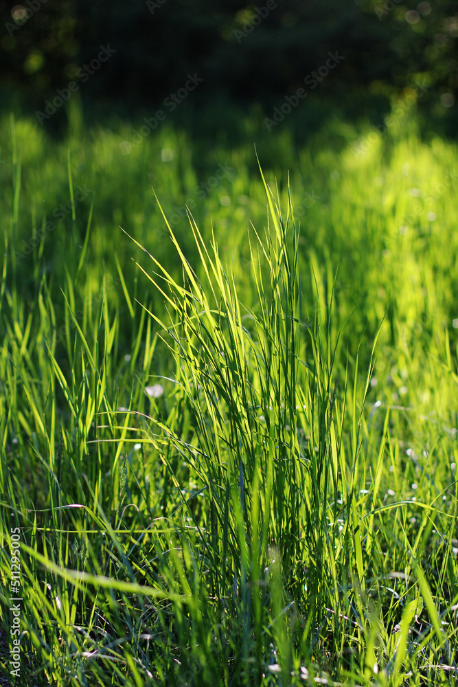 Obraz premium a green juicy grass 